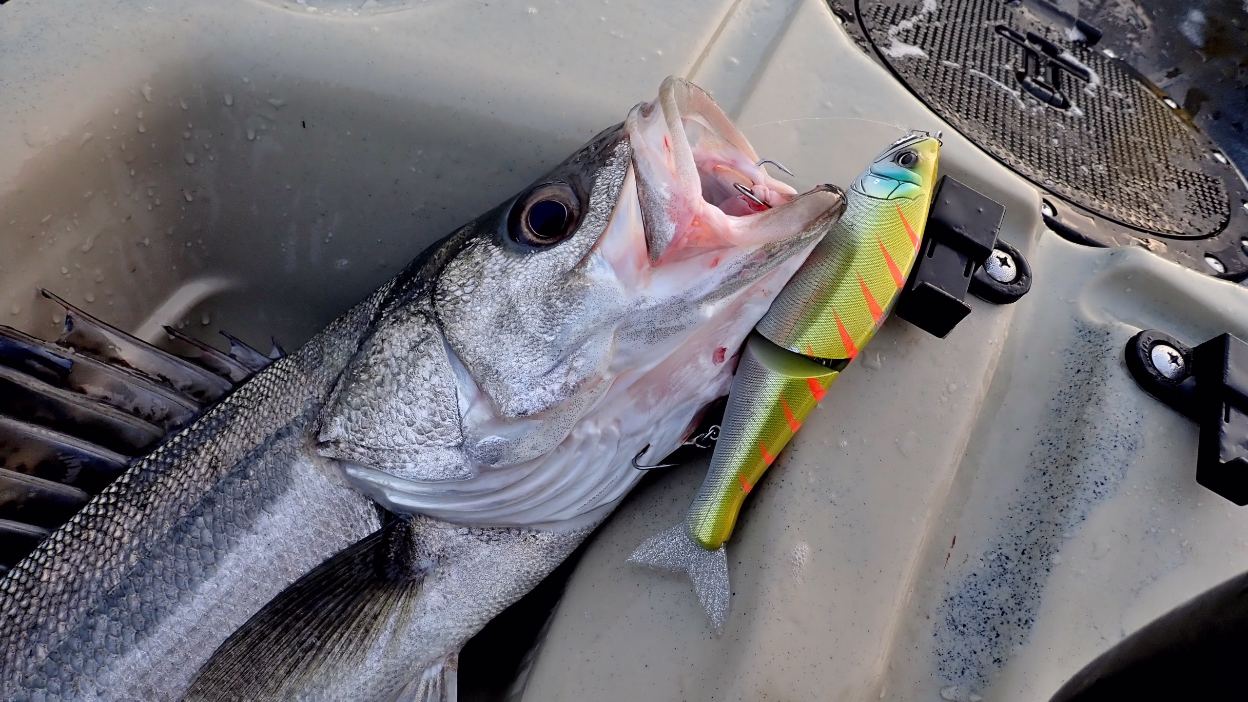 カヤックで釣ったシーバス
