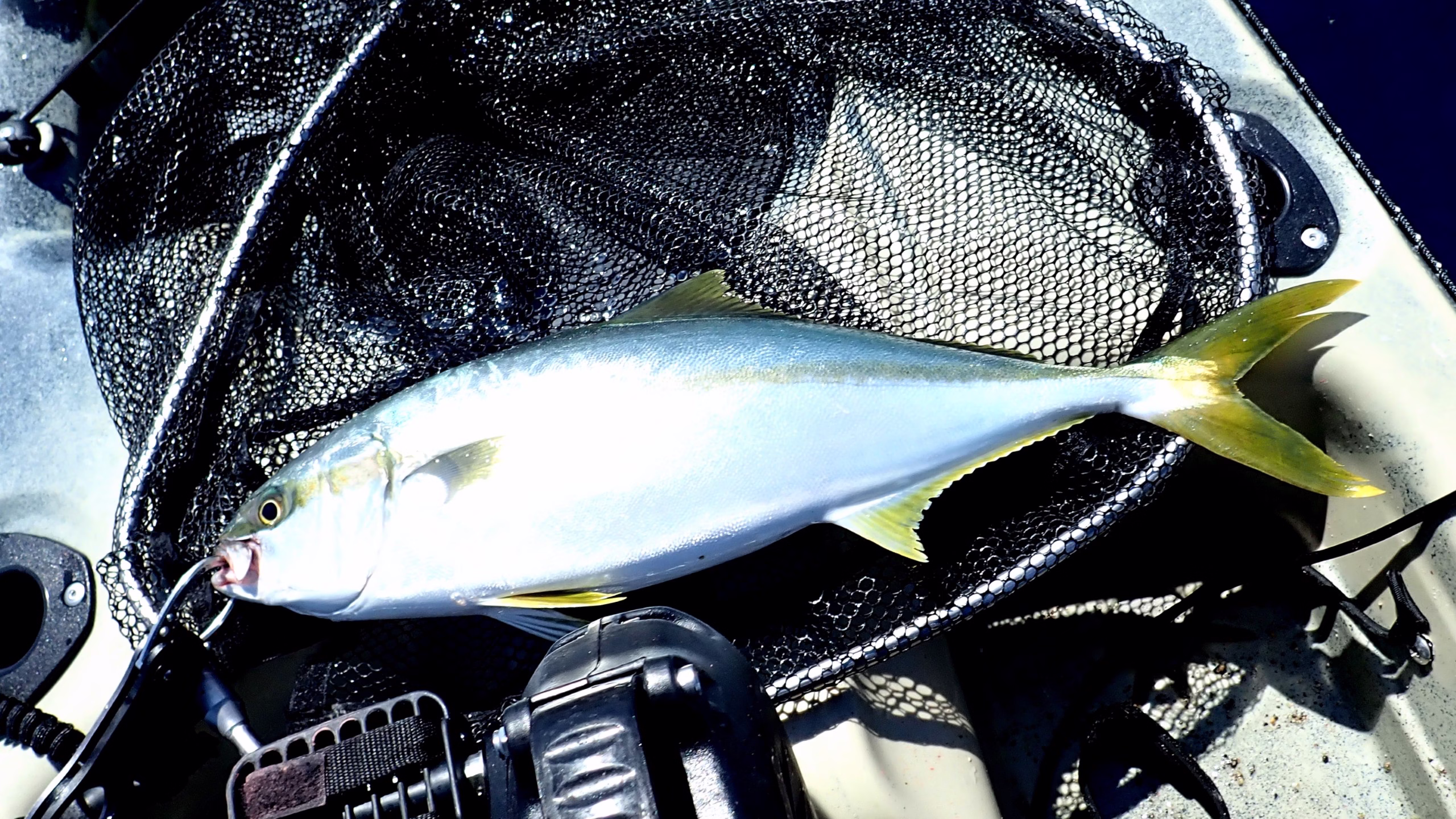 カヤックで釣れたヒラマサ